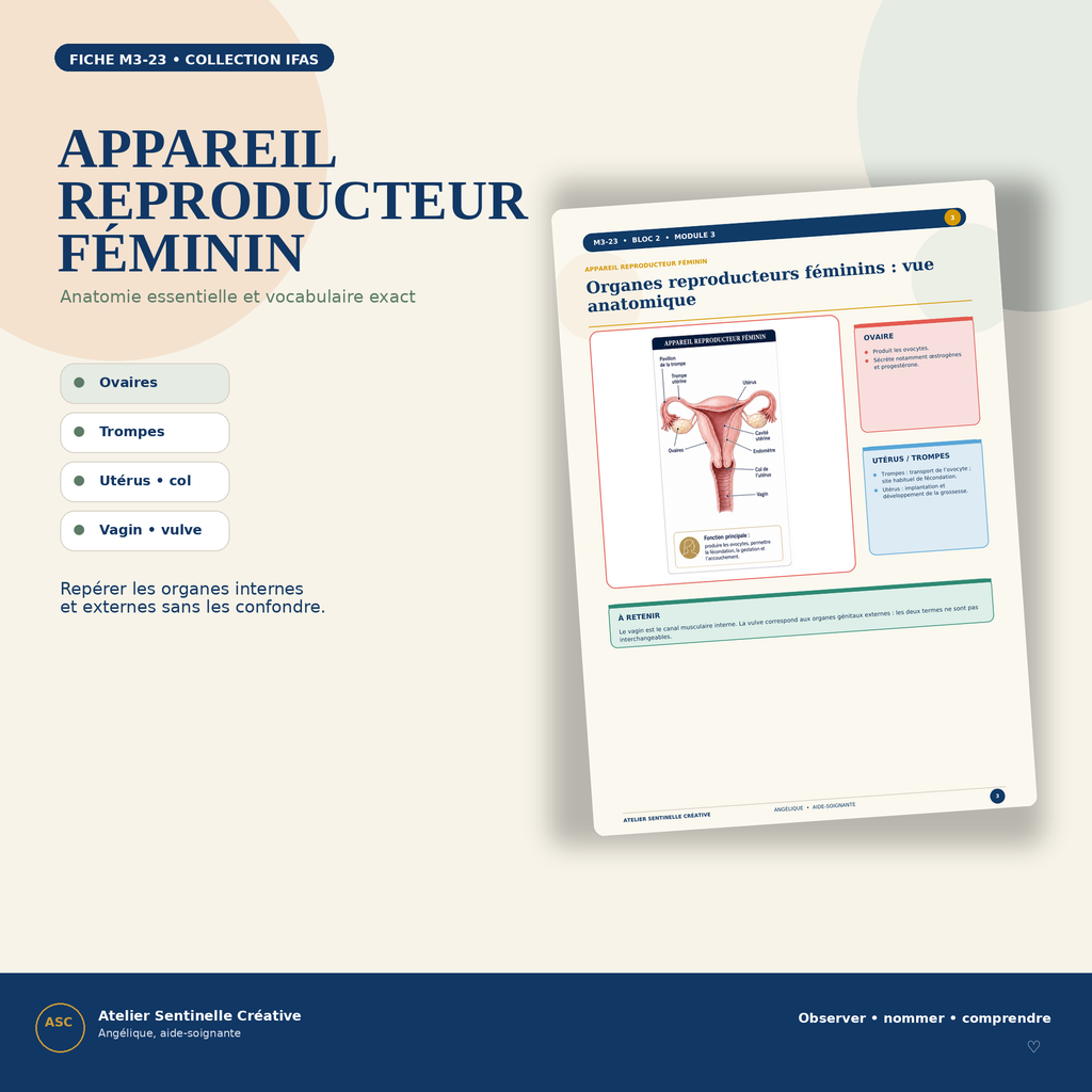 Aperçu 8 — M3-23 — Appareils reproducteurs féminin et masculin