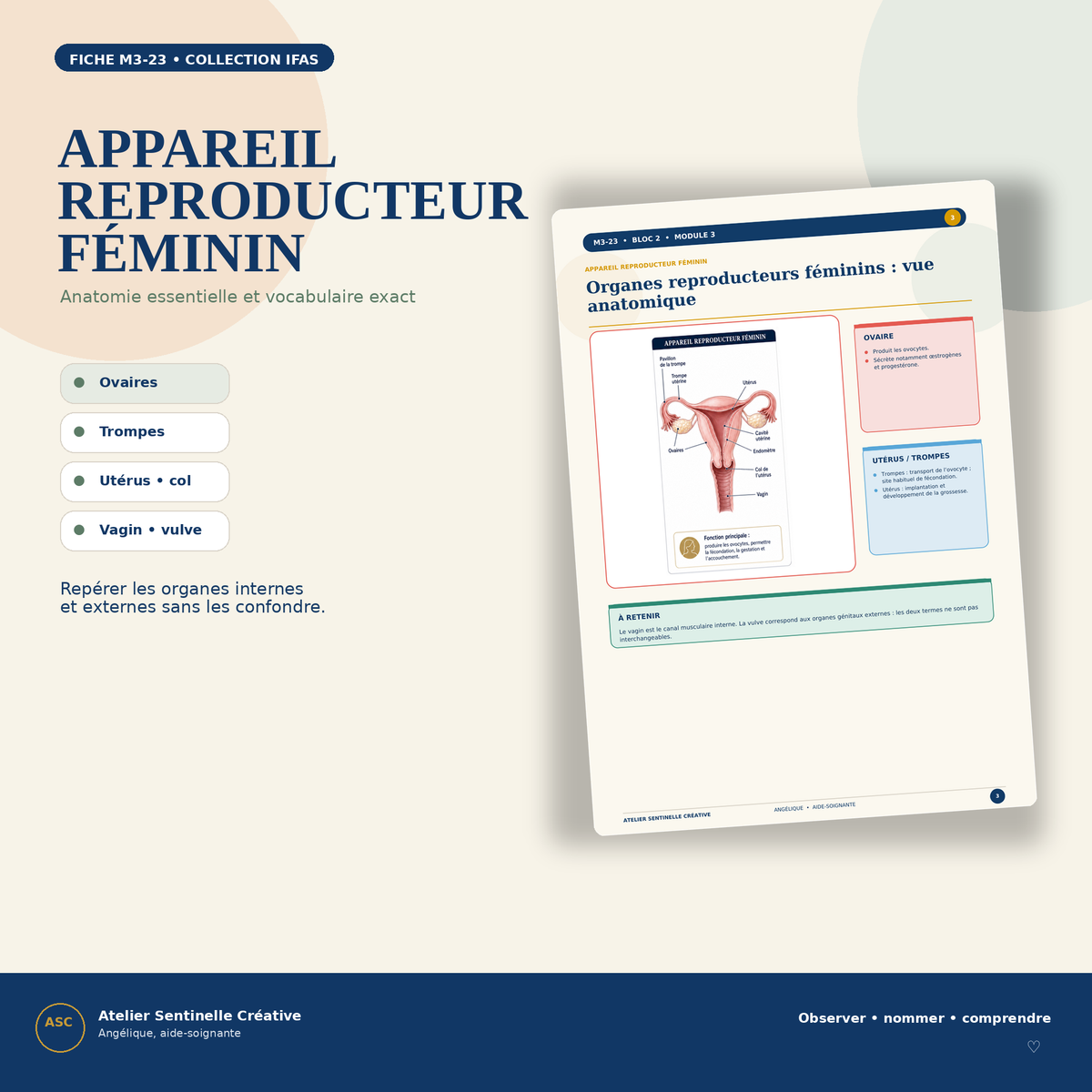 Aperçu 8 — M3-23 — Appareils reproducteurs féminin et masculin