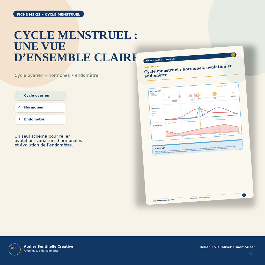 Aperçu 7 — M3-23 — Appareils reproducteurs féminin et masculin