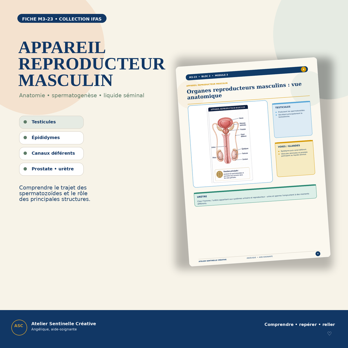 Aperçu 6 — M3-23 — Appareils reproducteurs féminin et masculin