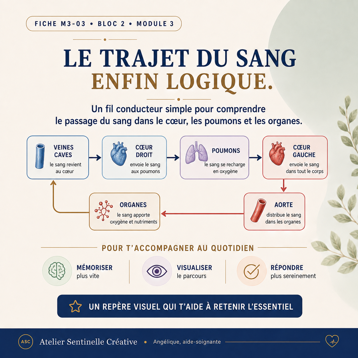Fiche « Le trajet du sang » avec schéma cœur-poumons-organes et pictogrammes