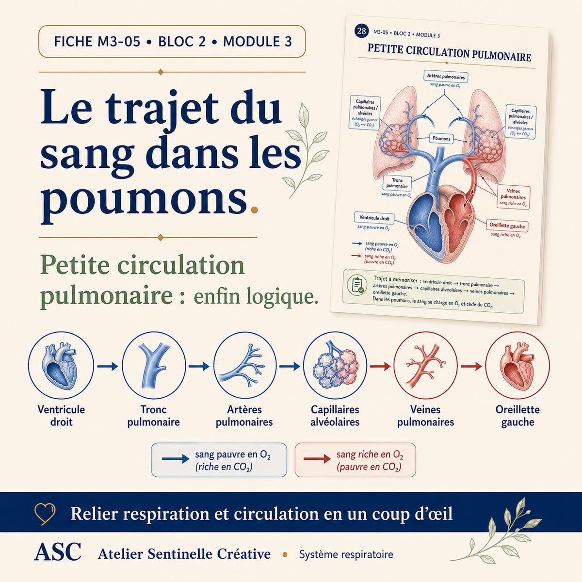 Aperçu 2 — M3-05 — Système respiratoire : anatomie et physiologie