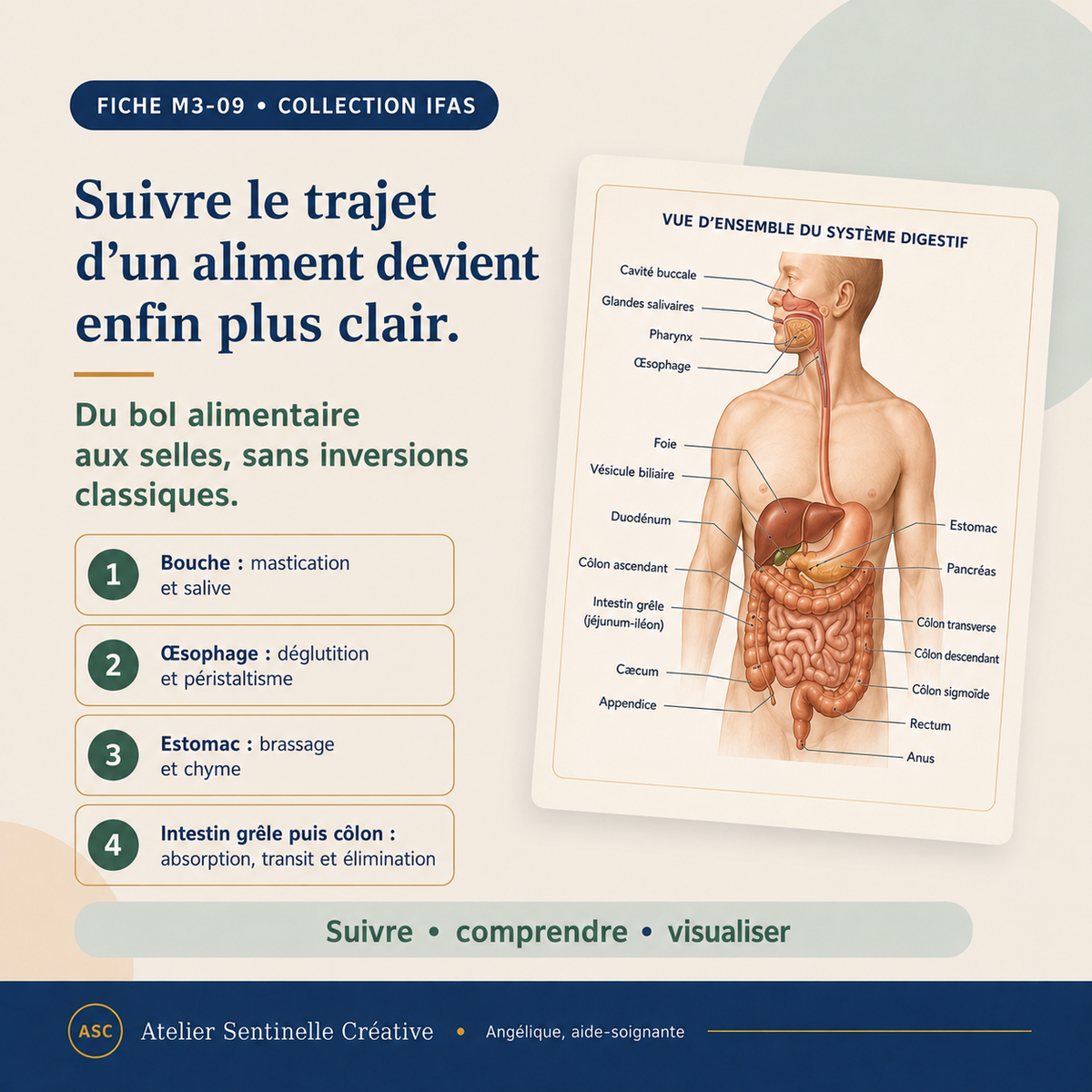 Aperçu 8 — M3-09 — Système digestif : anatomie et physiologie