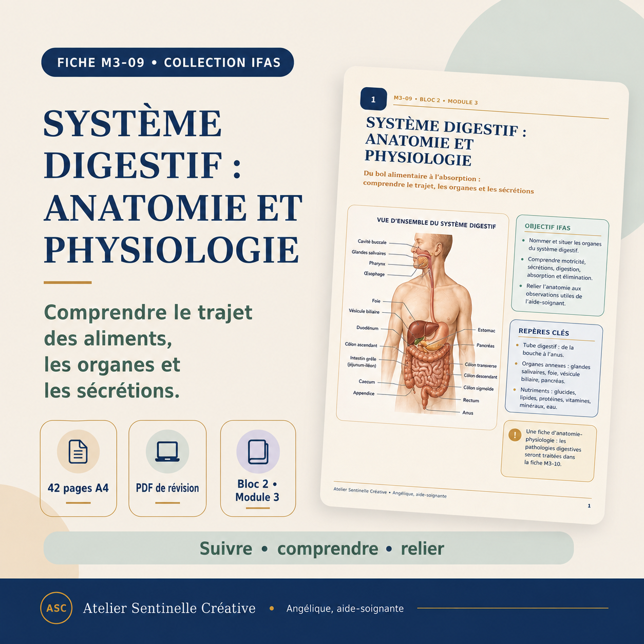 Fiche « Système digestif : anatomie et physiologie » avec vue d’ensemble et repères