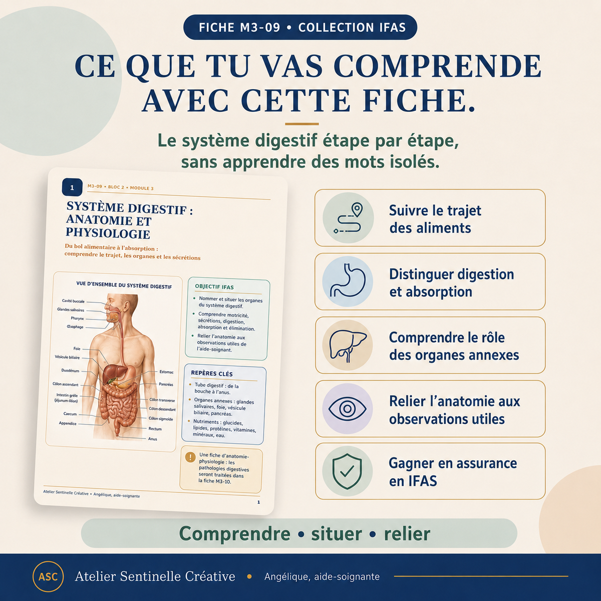 Aperçu 7 — M3-09 — Système digestif : anatomie et physiologie