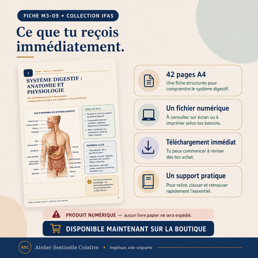 Fiche système digestif avec description du format : 42 pages A4 et fichier numérique