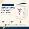 Fiche pédagogique « Appareil urinaire : anatomie et physiologie » avec schéma rénal
