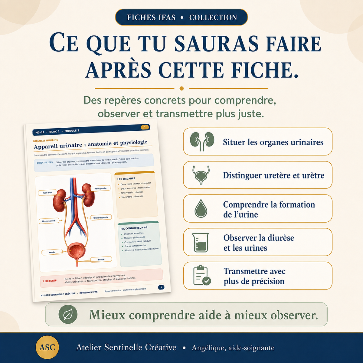 Aperçu 2 — M3-11 — Appareil urinaire : anatomie et physiologie