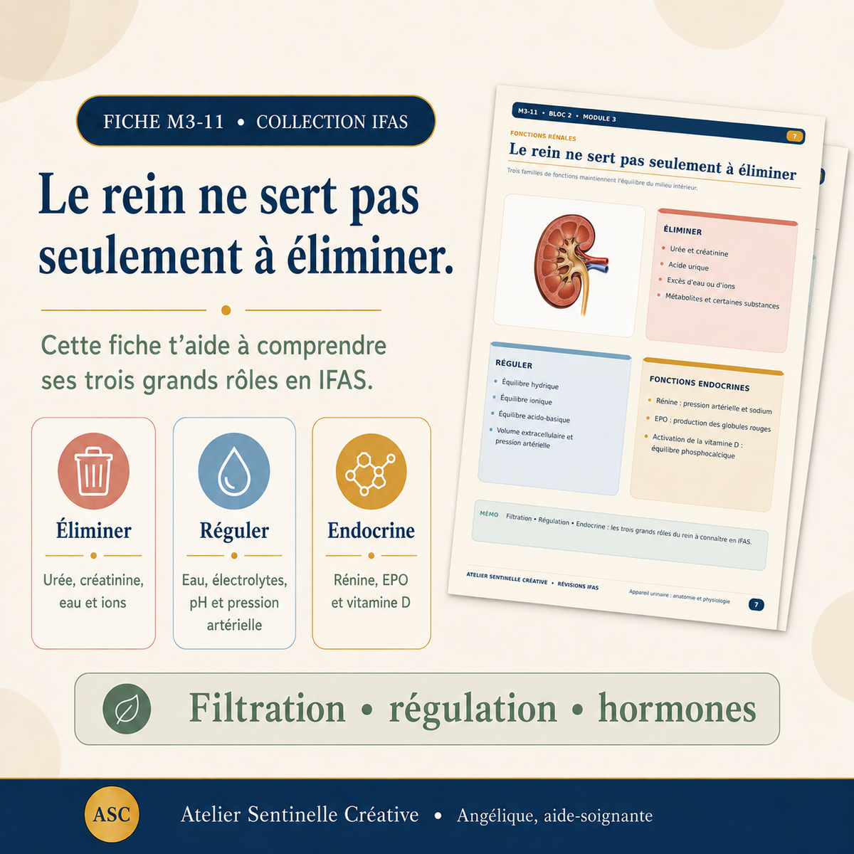 Aperçu 5 — M3-11 — Appareil urinaire : anatomie et physiologie