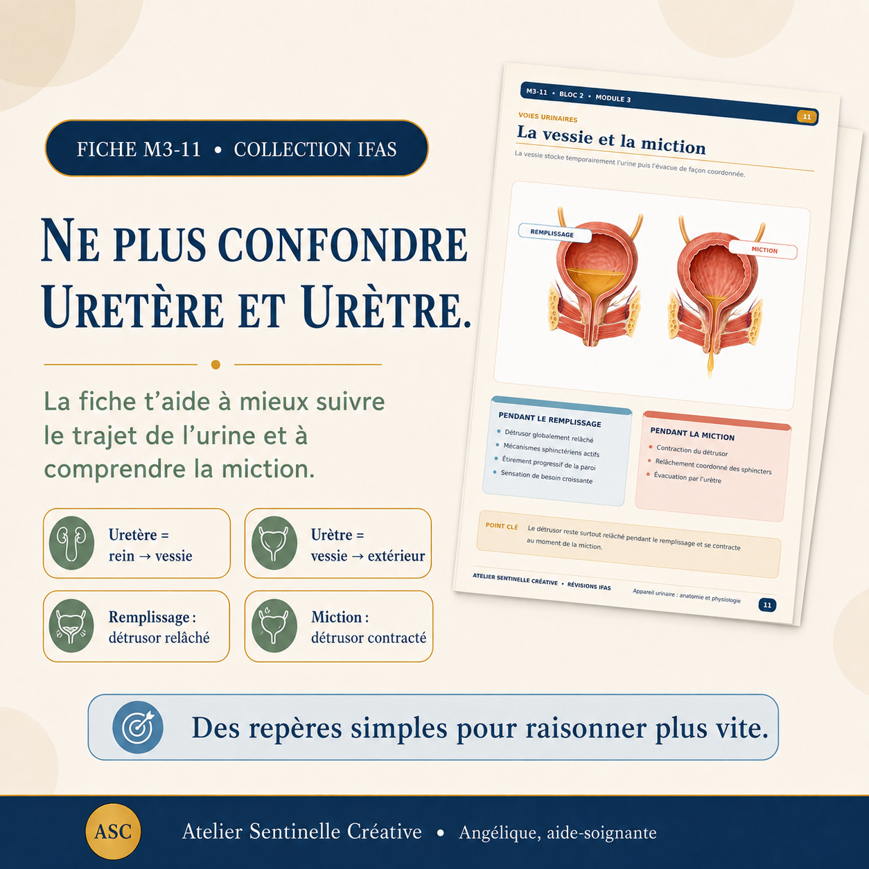 Fiche pédagogique appareil urinaire : schémas de l’uretère, de l’urètre et de la miction