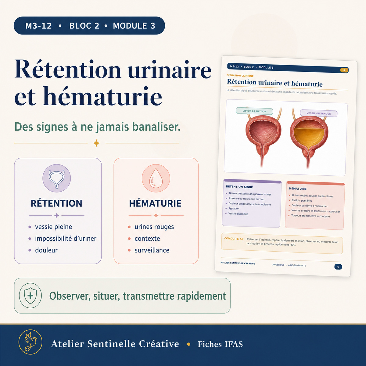 Aperçu 5 — M3-12 — Sémiologie et pathologies urinaires