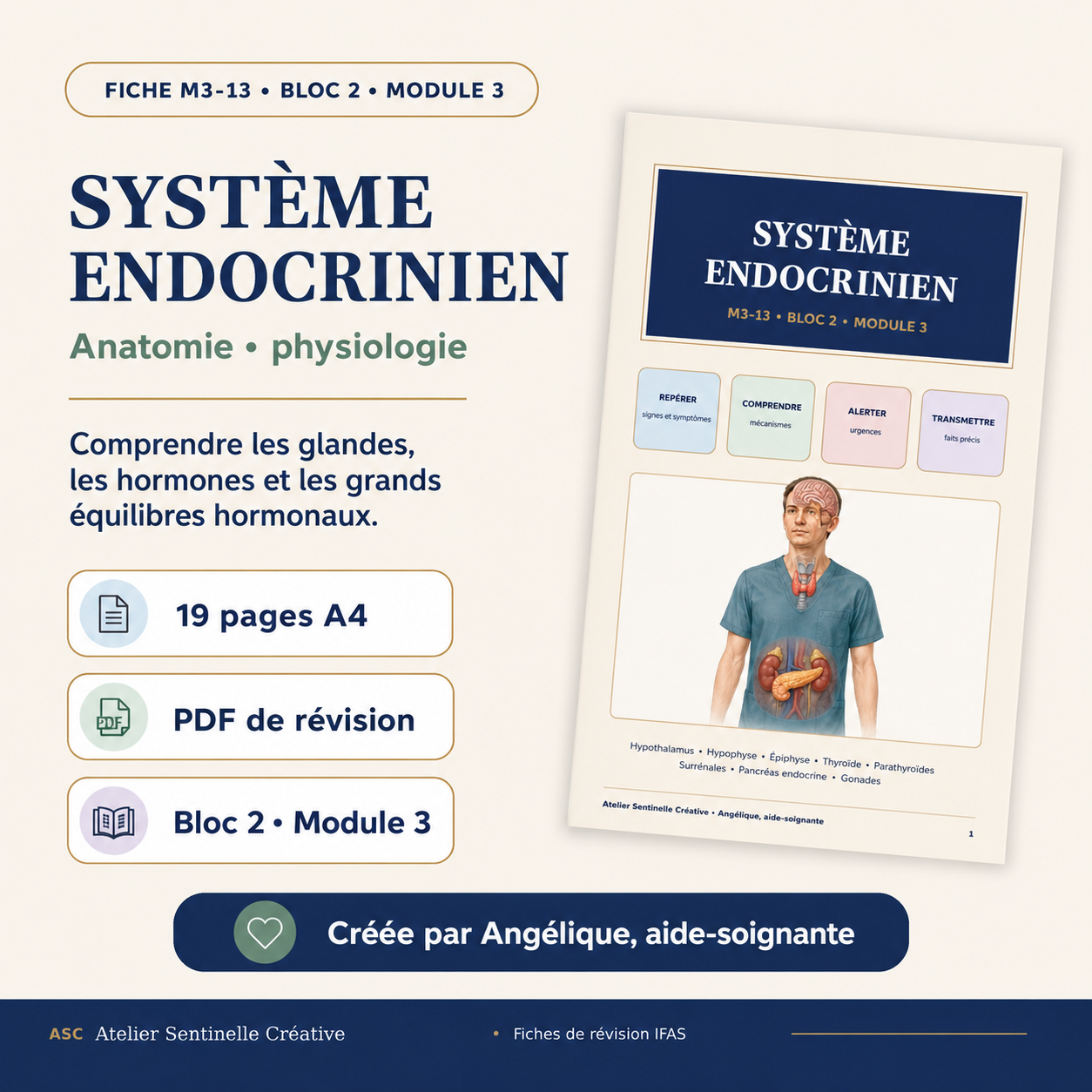 Bloc 2 • FICHE 13 • Module 3 – Le système endocrinien