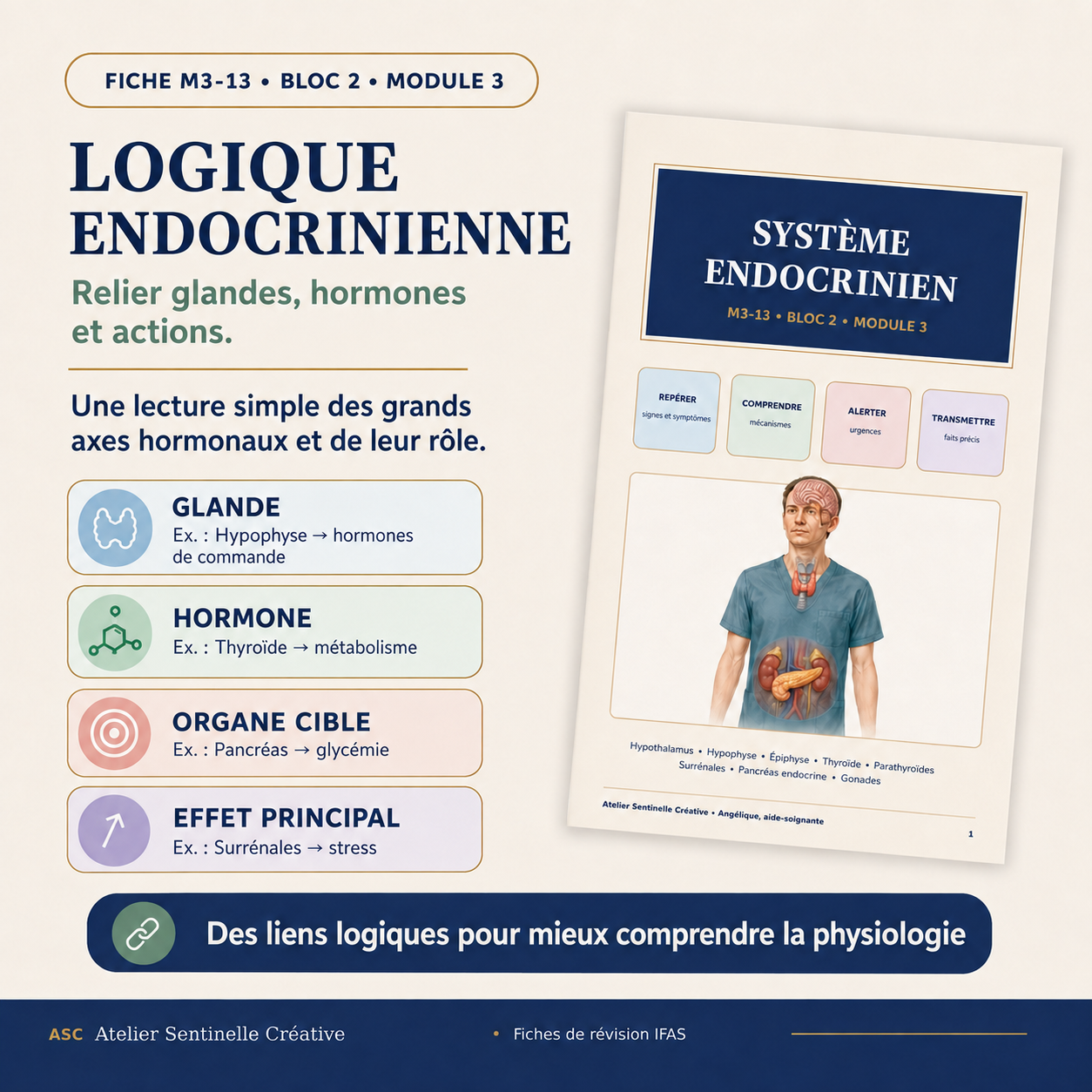 Bloc 2 • FICHE 13 • Module 3 – Le système endocrinien
