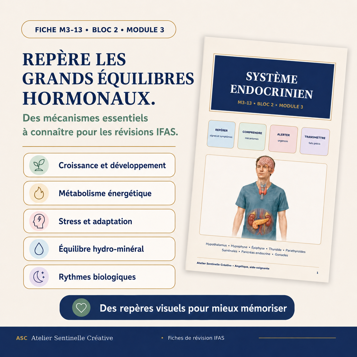 Bloc 2 • FICHE 13 • Module 3 – Le système endocrinien
