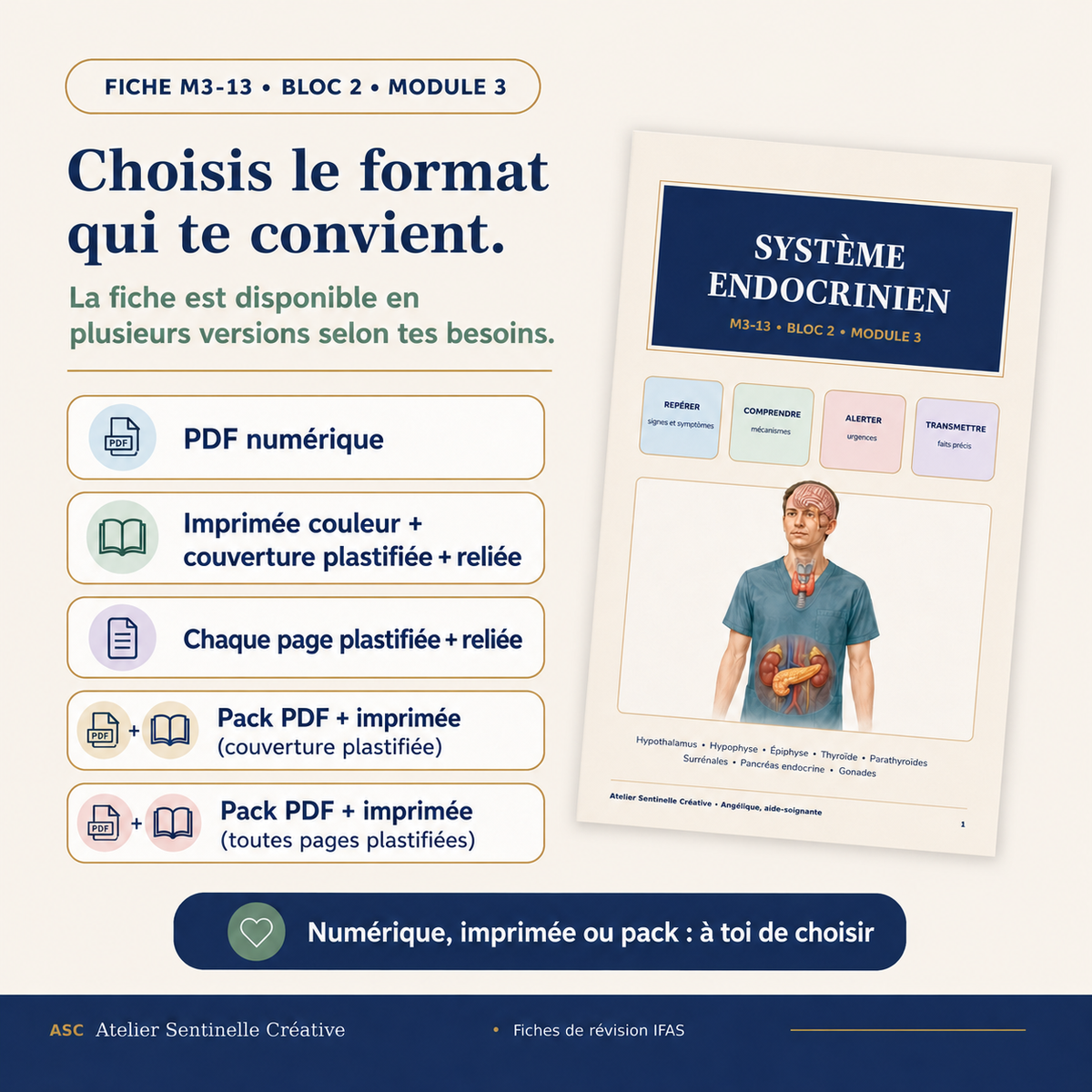Aperçu 3 — M3-13 — Système endocrinien : anatomie et physiologie