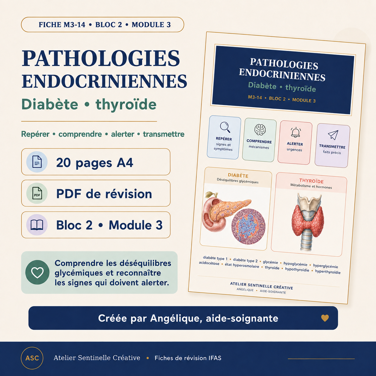 Fiche de révision sur les pathologies endocriniennes : diabète et thyroïde, 20 pages A4