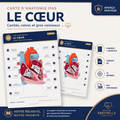 Carte anatomie IFAS — Le cœur : cavités, valves et gros vaisseaux