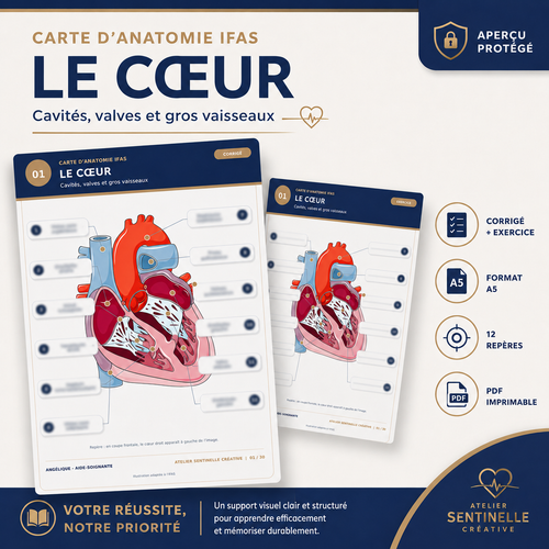 Carte anatomie IFAS — Le cœur : cavités, valves et gros vaisseaux
