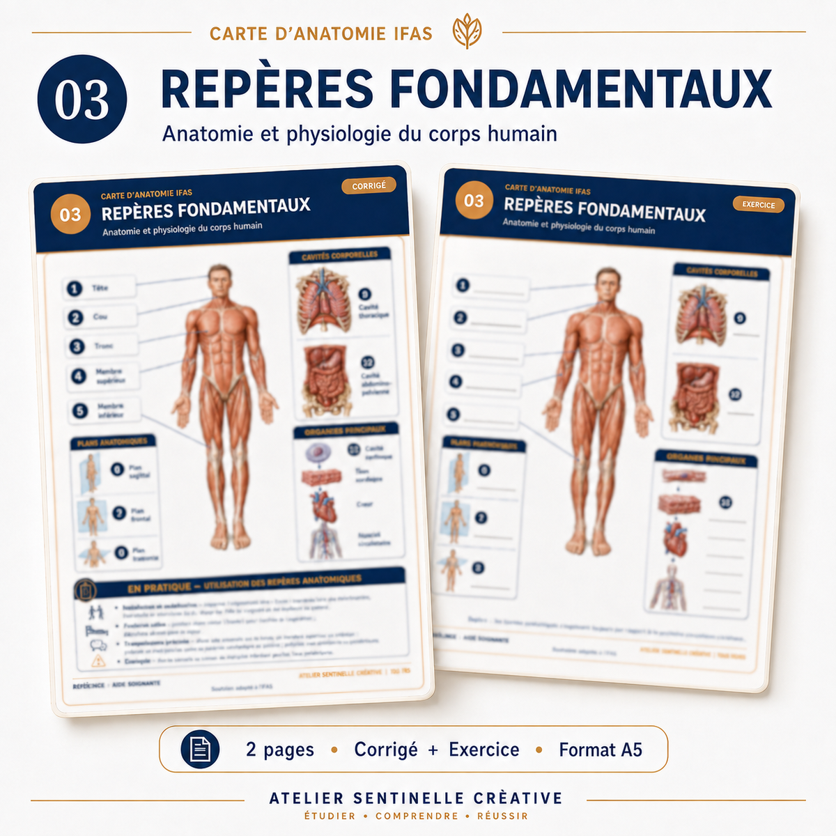 Carte anatomie IFAS — Repères fondamentaux : anatomie et physiologie du corps humain
