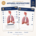 Carte anatomie IFAS — L’appareil respiratoire : voies aériennes, poumons et alvéoles