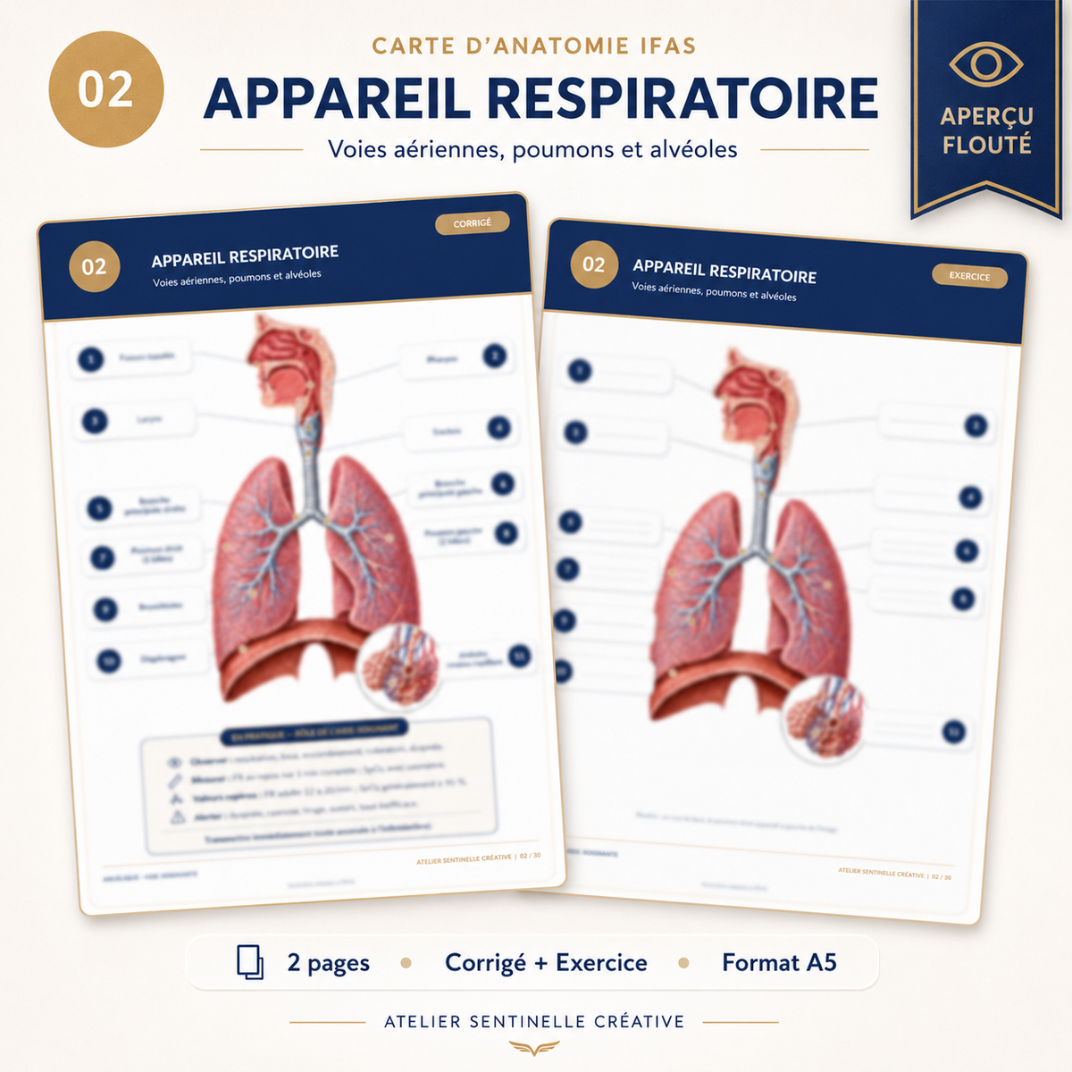 Carte anatomie IFAS — L’appareil respiratoire : voies aériennes, poumons et alvéoles