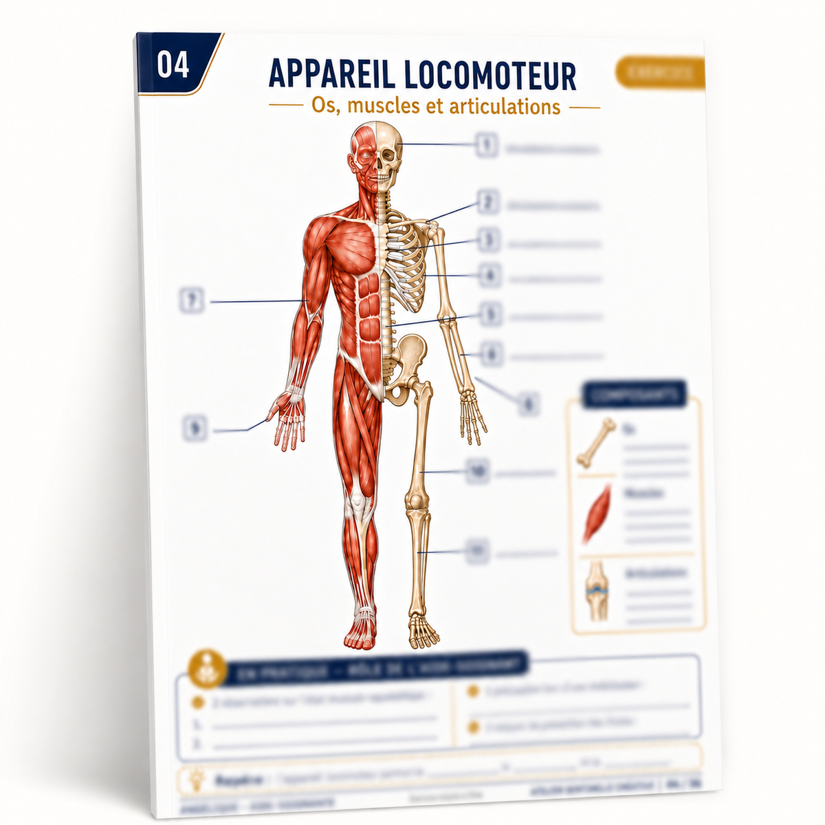 Carte d’anatomie IFAS « Appareil locomoteur » : corps entier, os, muscles et schémas