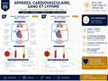 Carte anatomie IFAS — L’appareil cardiovasculaire, sang et lymphe : double circulation et composition du sang