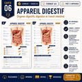 Carte anatomie IFAS — L’appareil digestif : organes digestifs, digestion et transit intestinal
