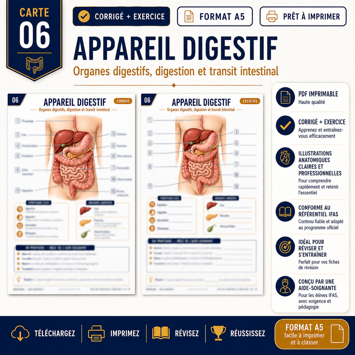 Carte anatomie IFAS — L’appareil digestif : organes digestifs, digestion et transit intestinal