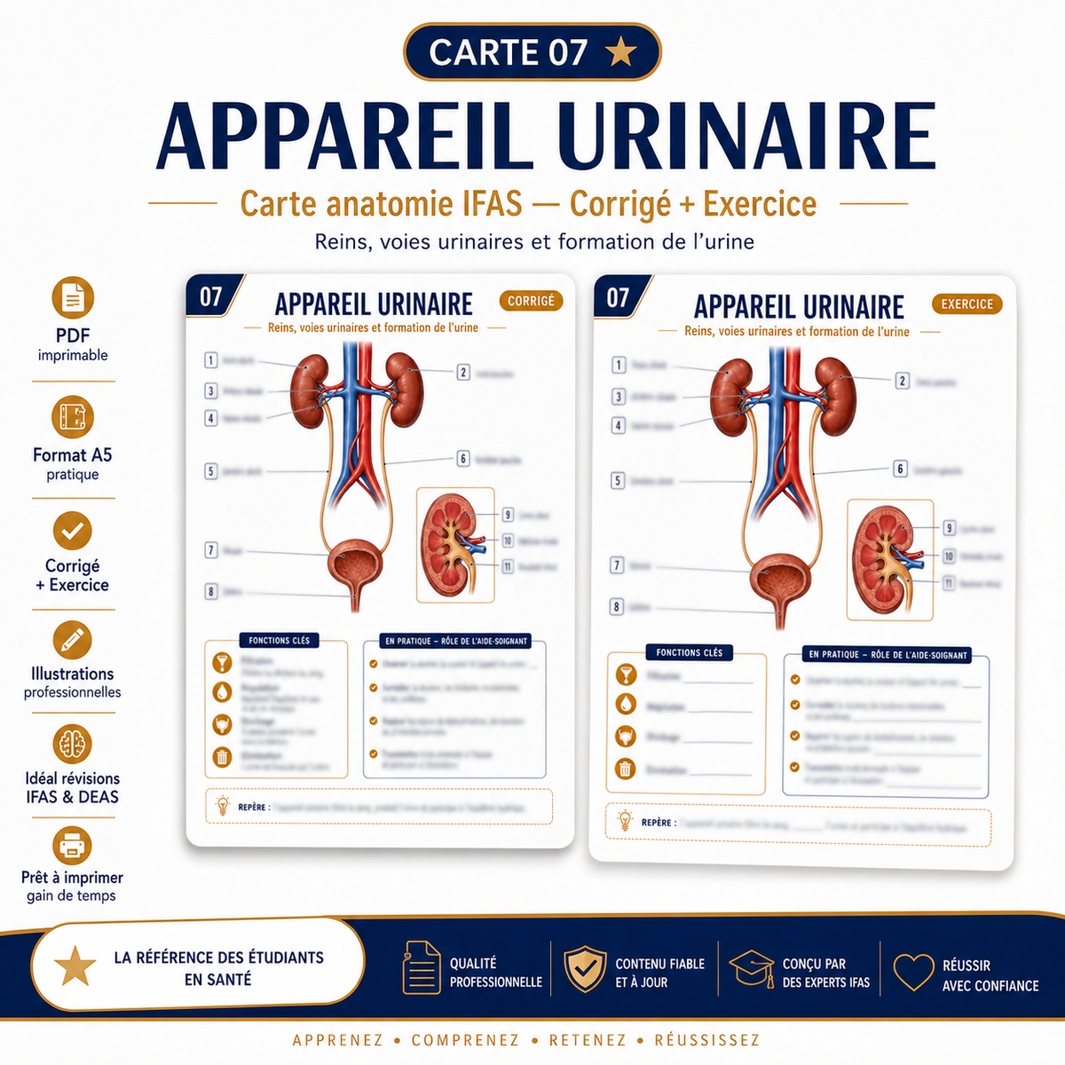 Carte anatomie IFAS — L’appareil urinaire : reins, voies urinaires et formation de l’urine