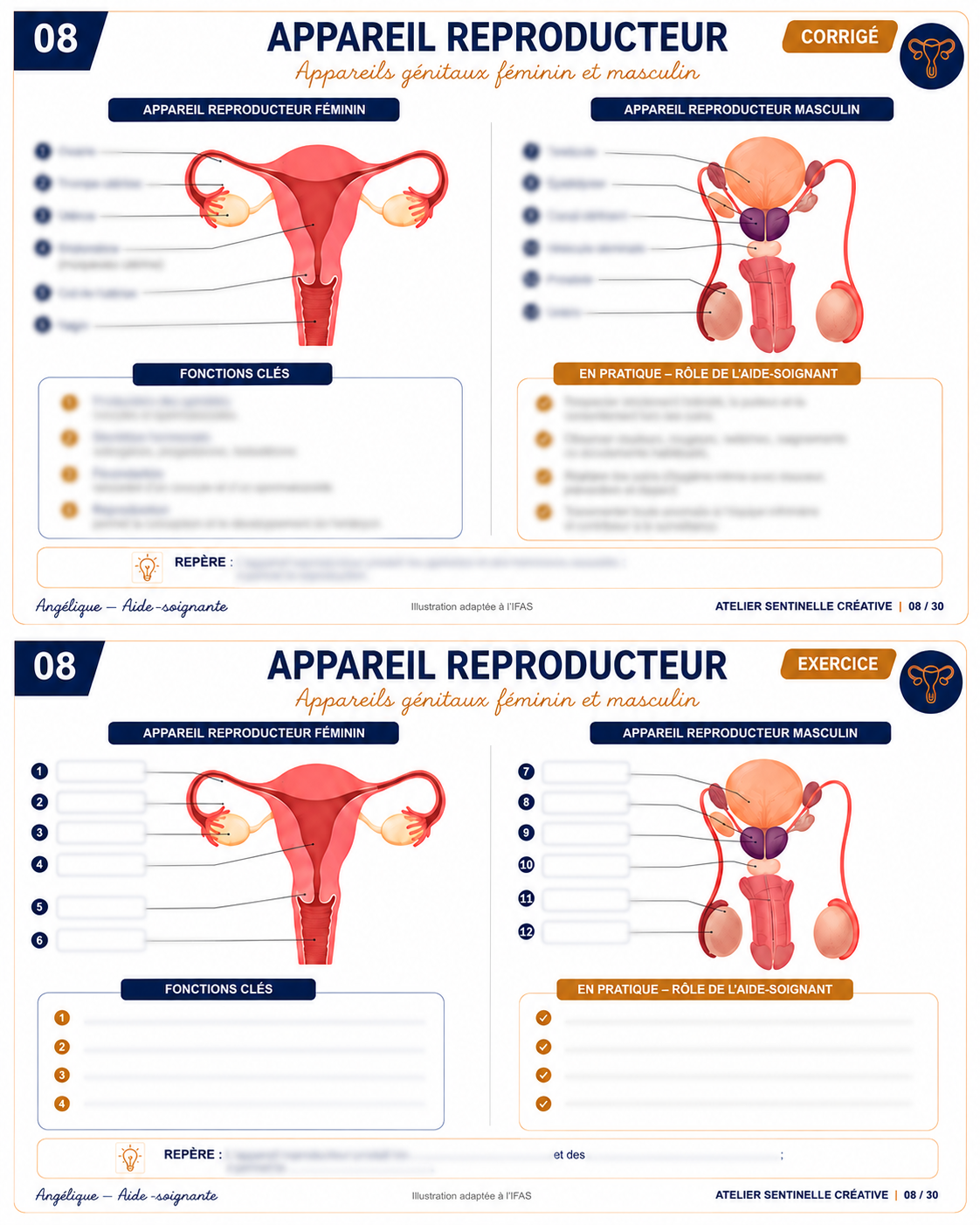 Carte anatomie IFAS — L’appareil reproducteur : appareils génitaux féminin et masculin