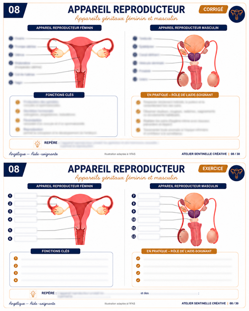 Carte anatomie IFAS — L’appareil reproducteur : appareils génitaux féminin et masculin