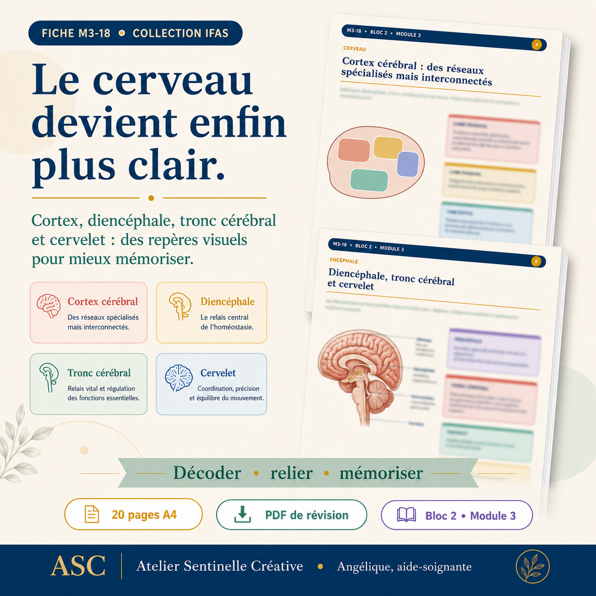 Aperçu 3 — M3-18 — Système nerveux : anatomie et physiologie