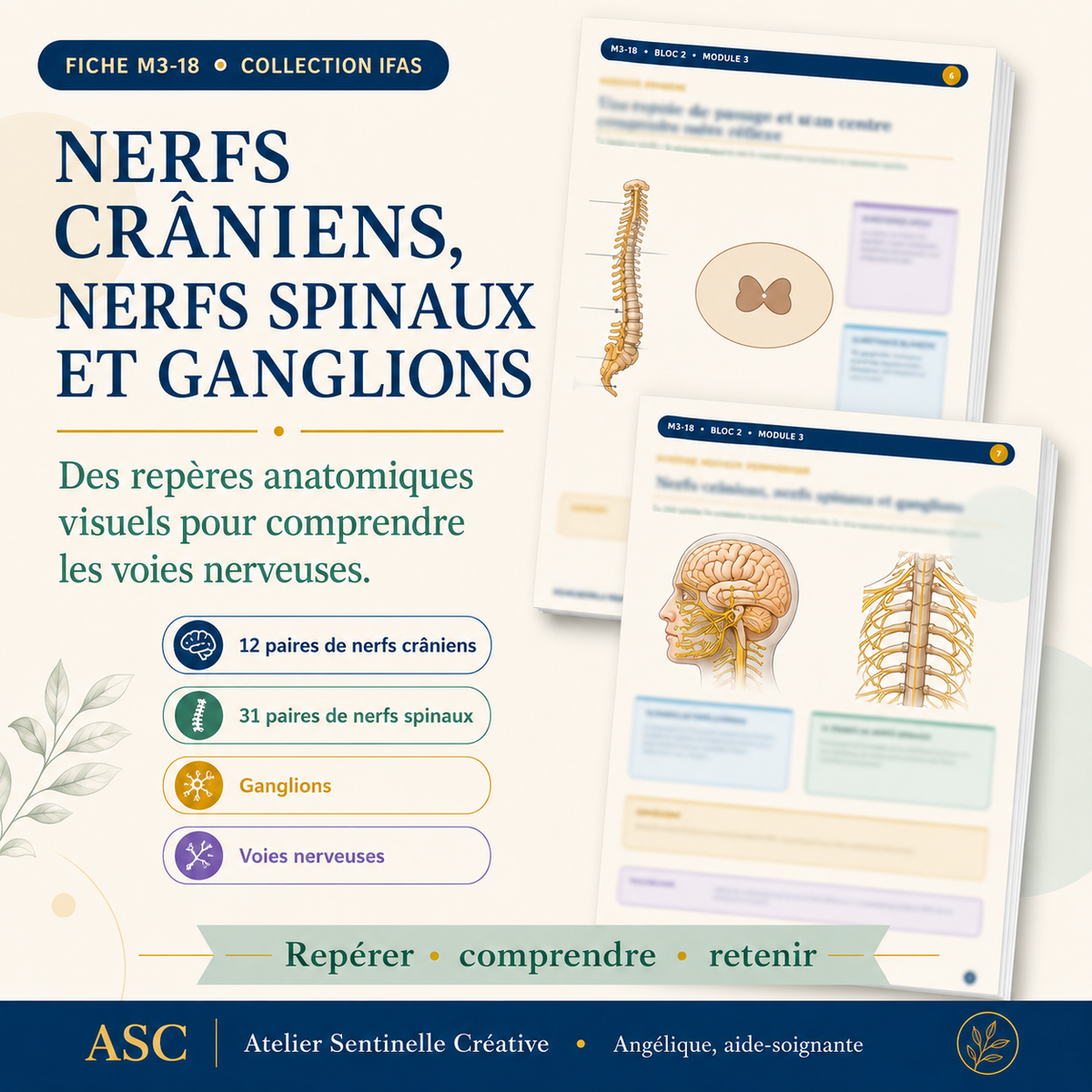 Aperçu 4 — M3-18 — Système nerveux : anatomie et physiologie