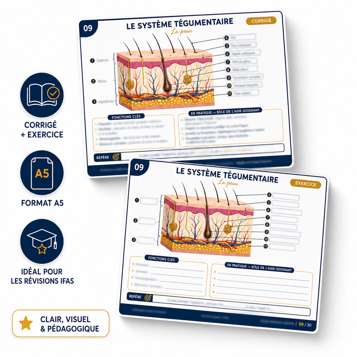 Carte anatomie IFAS — Le système tégumentaire : la peau, ses couches et ses fonctions