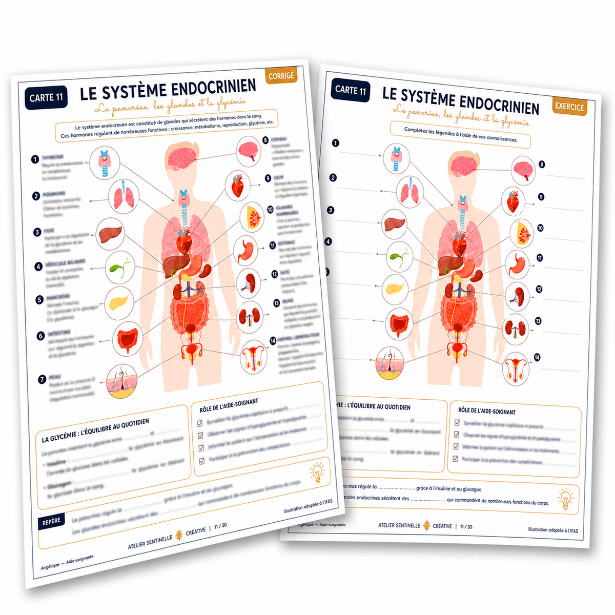 Carte anatomie IFAS — Le système endocrinien : pancréas, glandes et glycémie