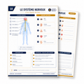 Carte anatomie IFAS — Le système nerveux et les organes des sens