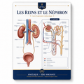 Carte anatomie IFAS — Les reins et le néphron : anatomie et physiologie
