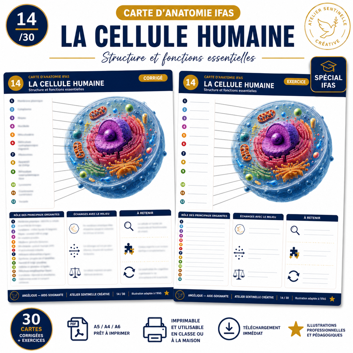 Carte anatomie IFAS — La cellule humaine : structure et fonctions essentielles