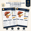 Carte anatomie IFAS — Le Foie, la Vésicule Biliaire et le Pancréas