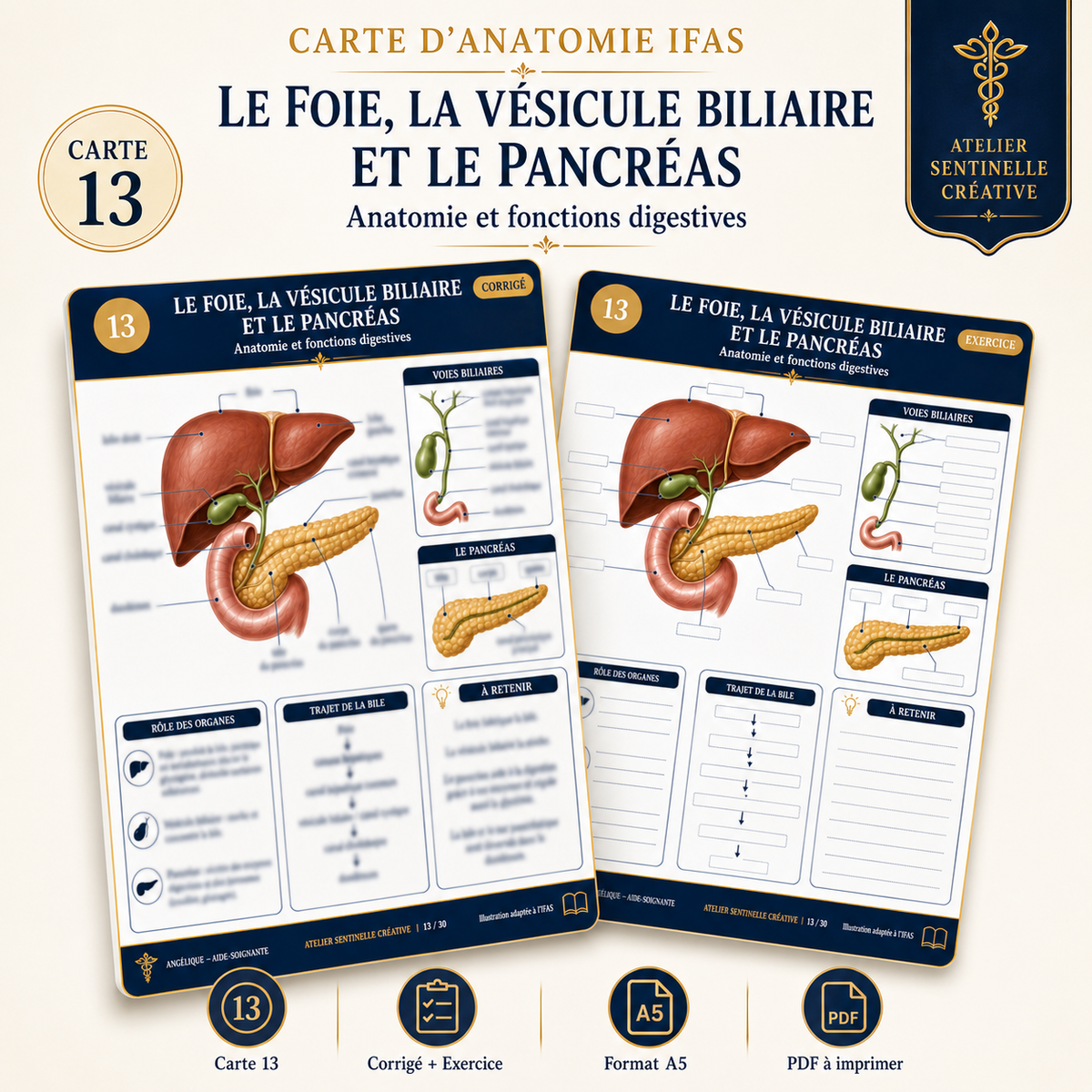 Carte anatomie IFAS — Le Foie, la Vésicule Biliaire et le Pancréas
