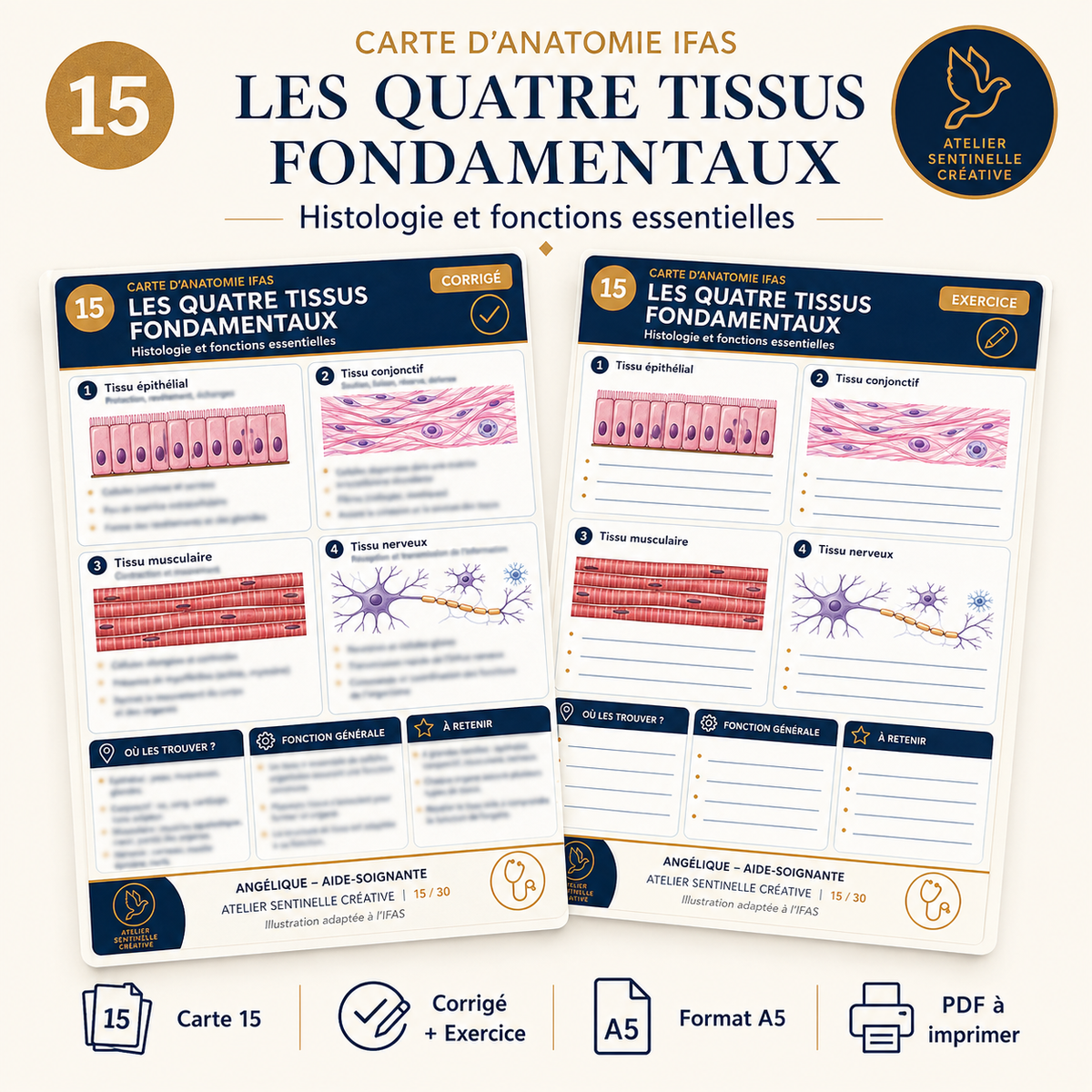 Carte anatomie IFAS — Les Quatre Tissus Fondamentaux