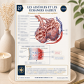 Carte anatomie IFAS — Les Alvéoles et les Échanges Gazeux