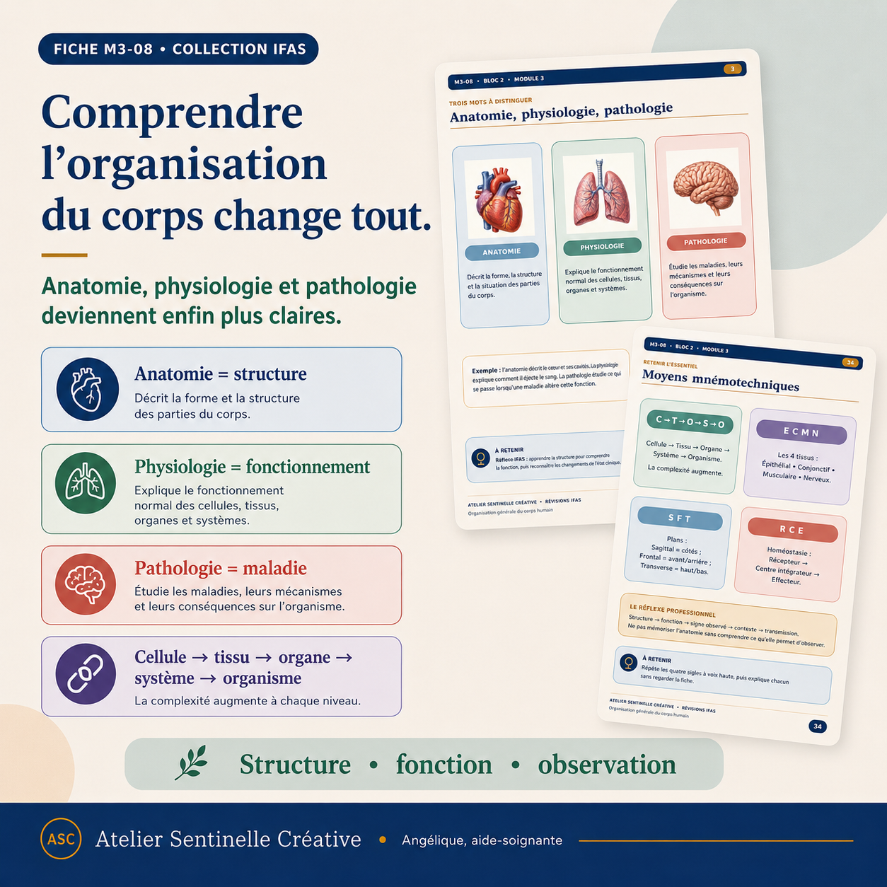 Fiche IFAS «Comprendre l’organisation du corps» : anatomie, physiologie et pathologie