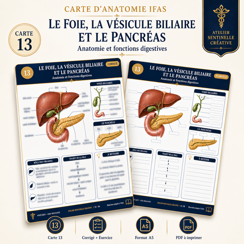 Cartes d’anatomie IFAS avec schémas du foie, vésicule biliaire et pancréas