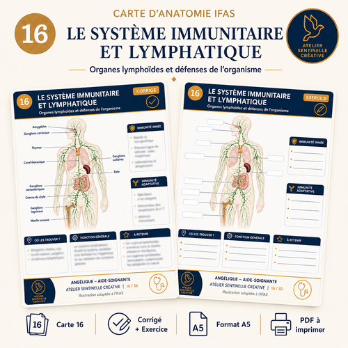 Carte anatomie IFAS — Le Système Immunitaire et Lymphatique