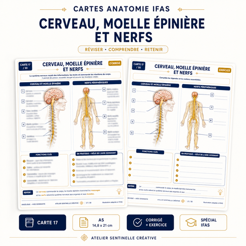Carte anatomie IFAS — Cerveau, Moelle Épinière et Nerfs