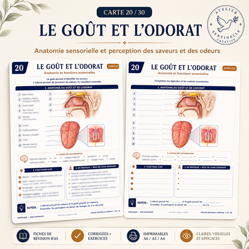 Carte anatomie IFAS — Le Goût et l'Odorat
