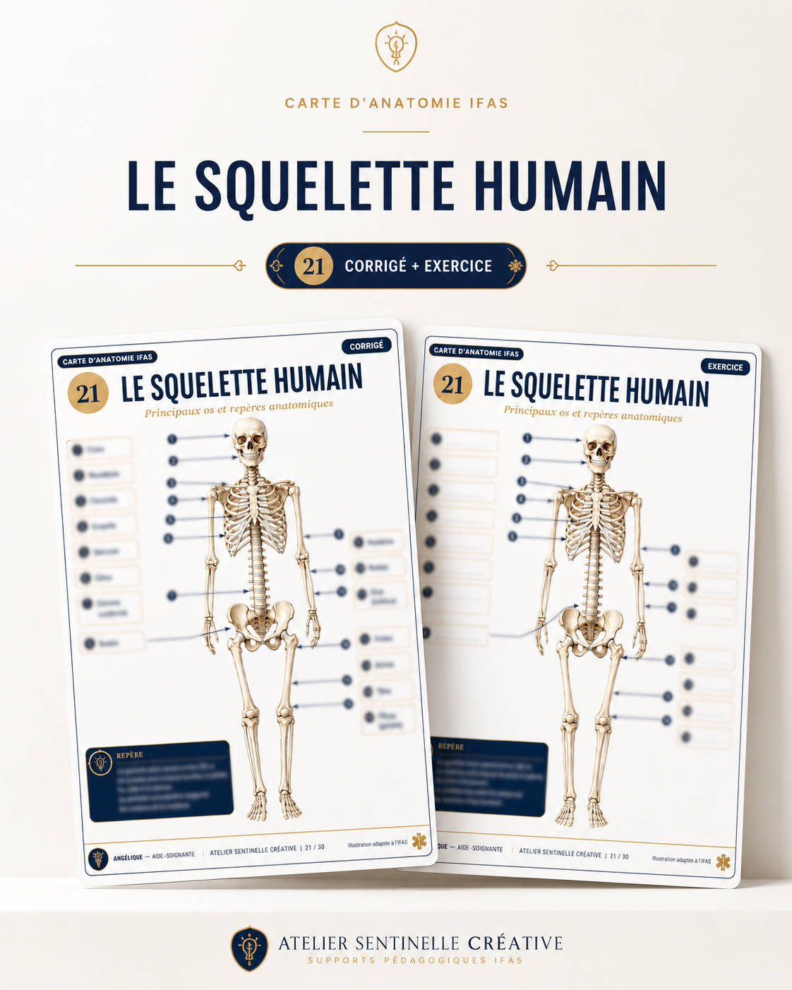 Carte anatomie IFAS — Le squelette humain