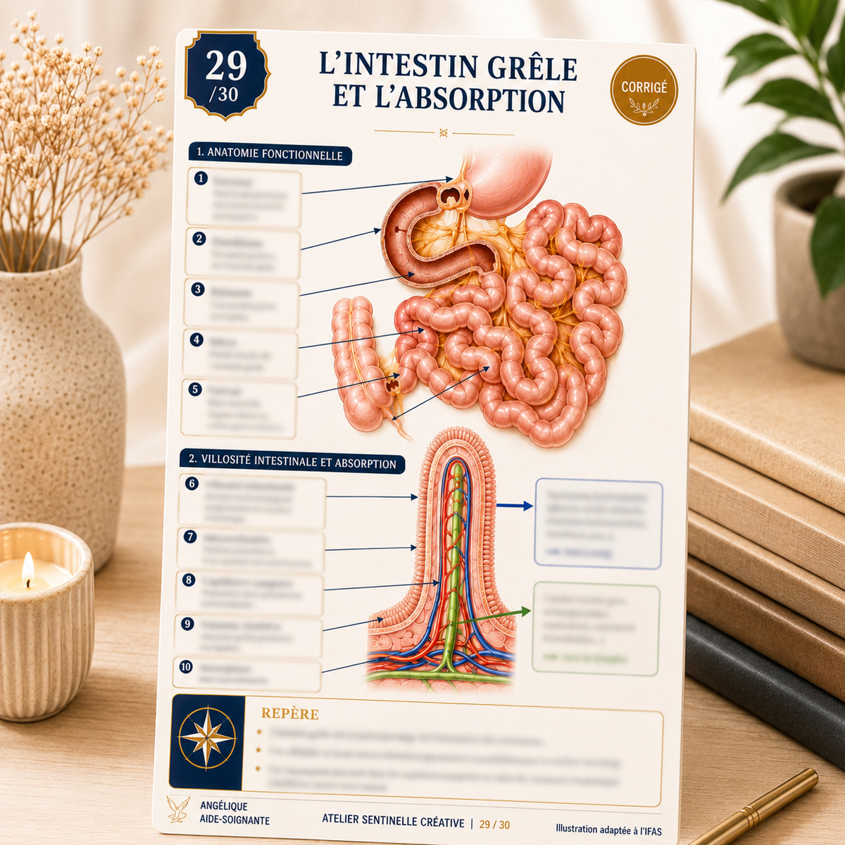 Carte anatomie IFAS — L'Intestin Grêle et l'Absorption